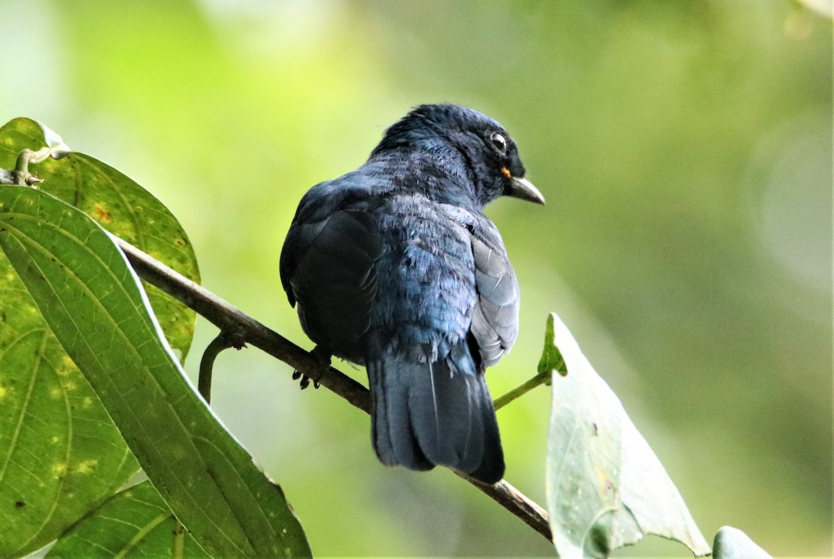 Petit's Cuckooshrike - ML490209331