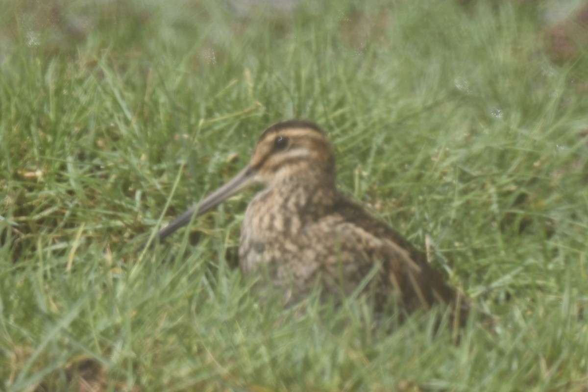 Common Snipe - ML490212341