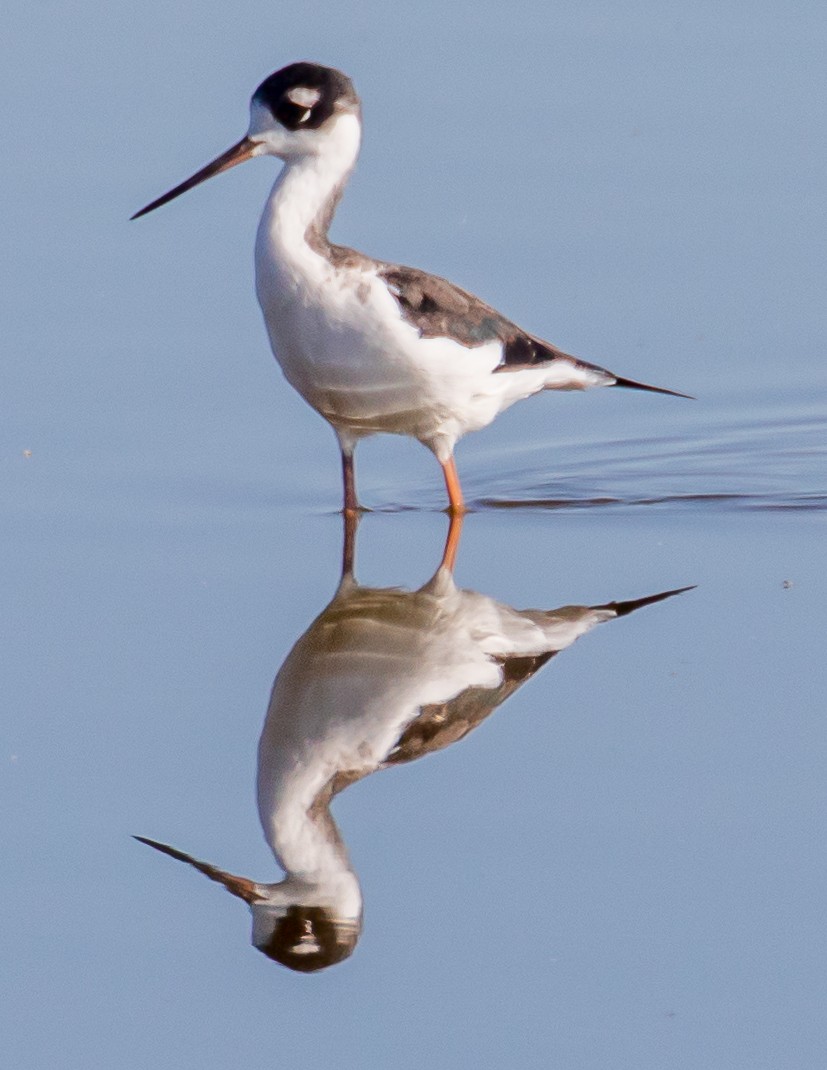 Black-necked Stilt - ML490212931