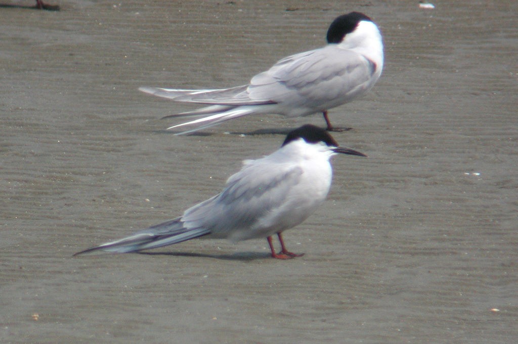 Common Tern - ML49021471