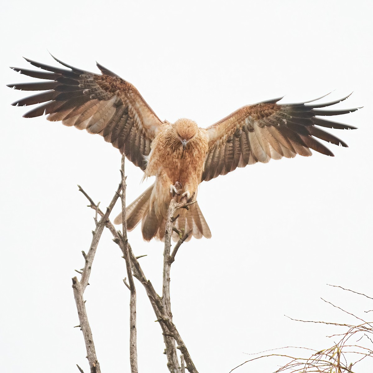 Whistling Kite - Bill O’Brien