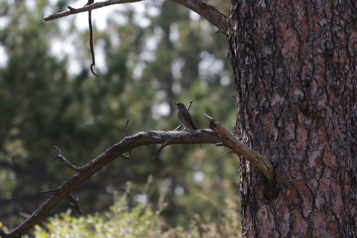 Townsend's Solitaire - ML490219131