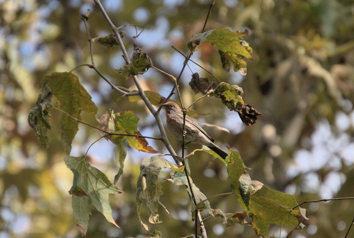 House Finch - ML490219531