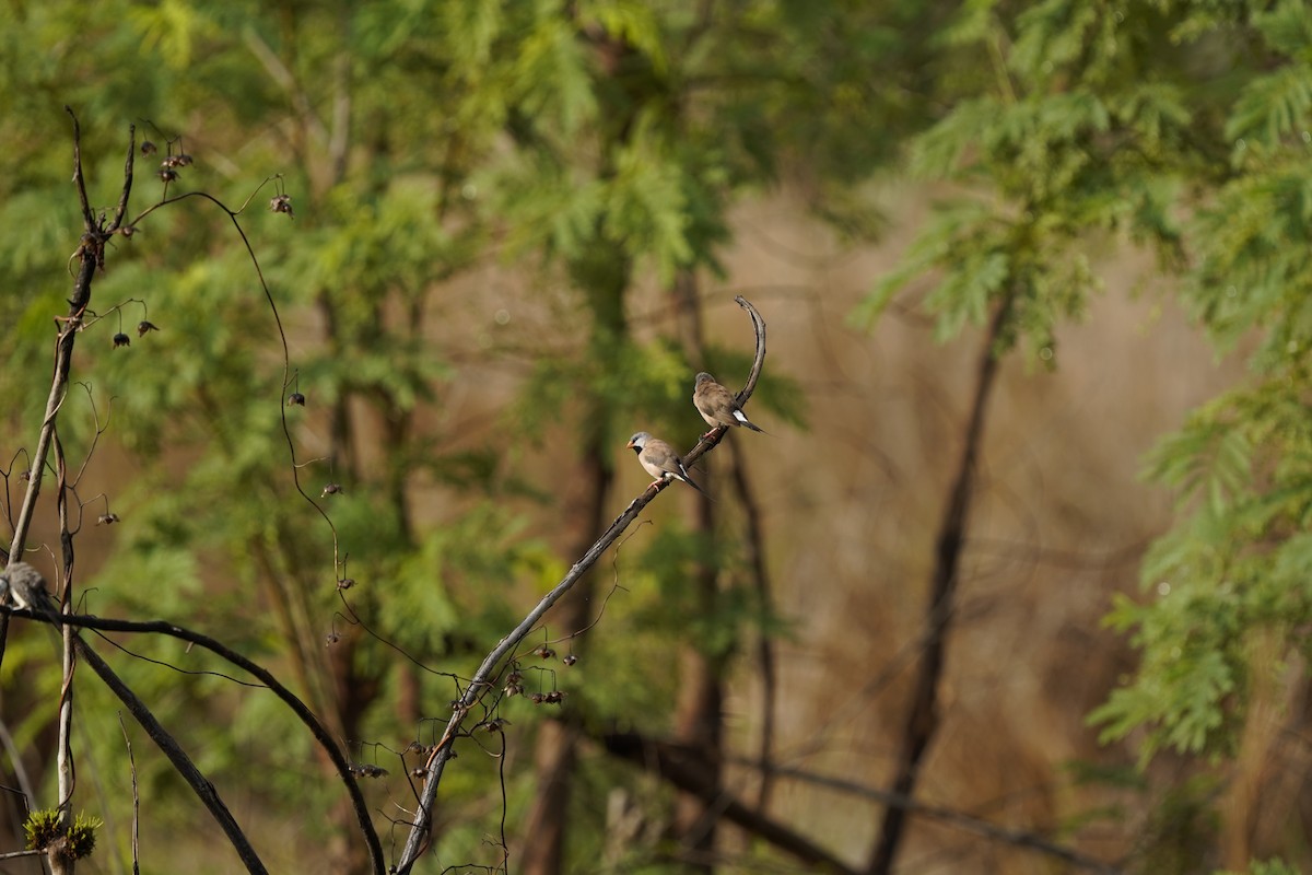 Long-tailed Finch - ML490219631