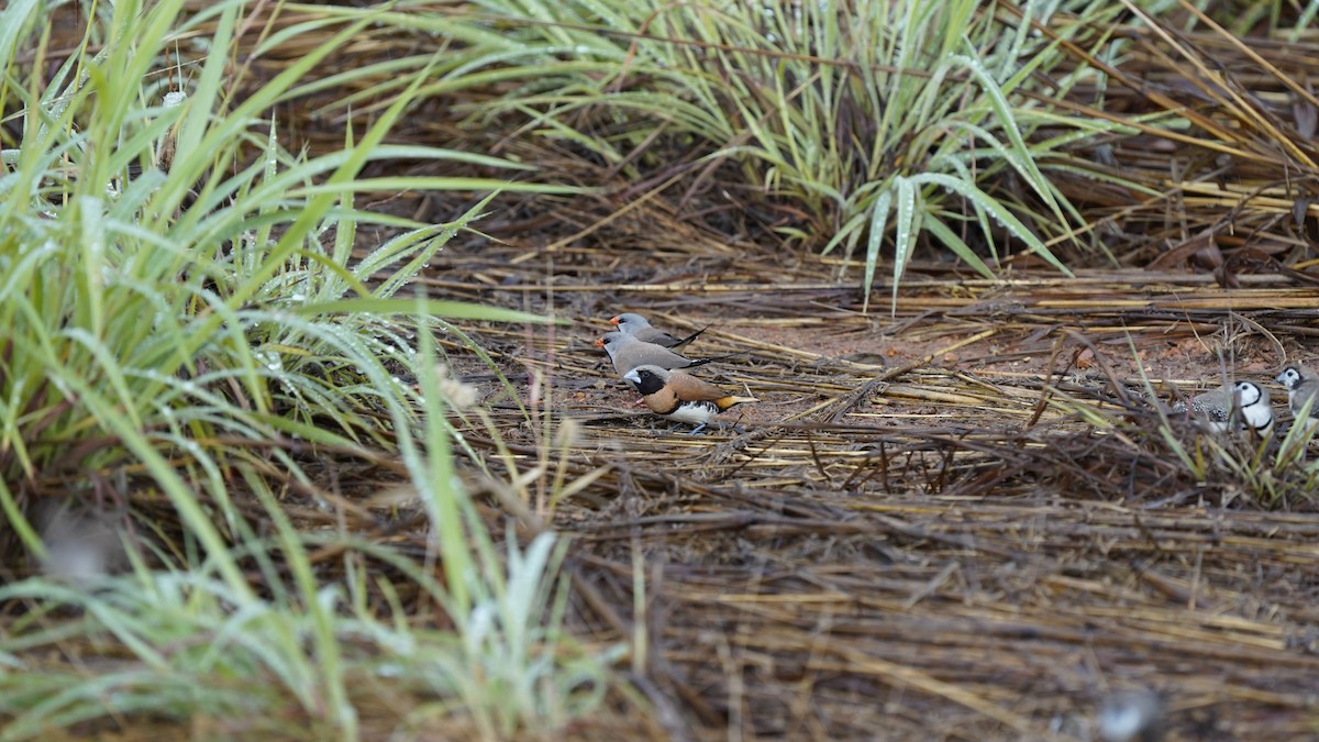 Long-tailed Finch - ML490219821