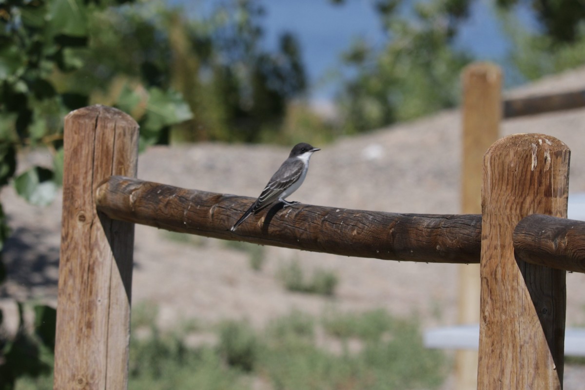 Eastern Kingbird - ML490219831