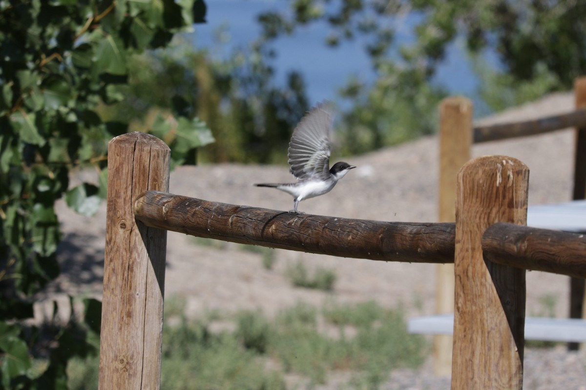 Eastern Kingbird - ML490219841