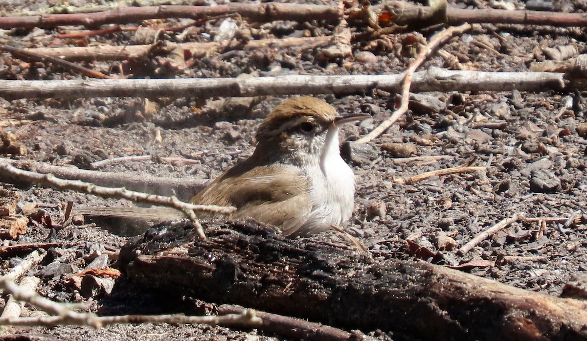 Bewick's Wren - ML490221021