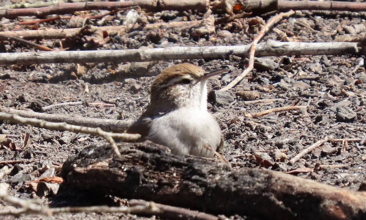 Bewick's Wren - ML490221071