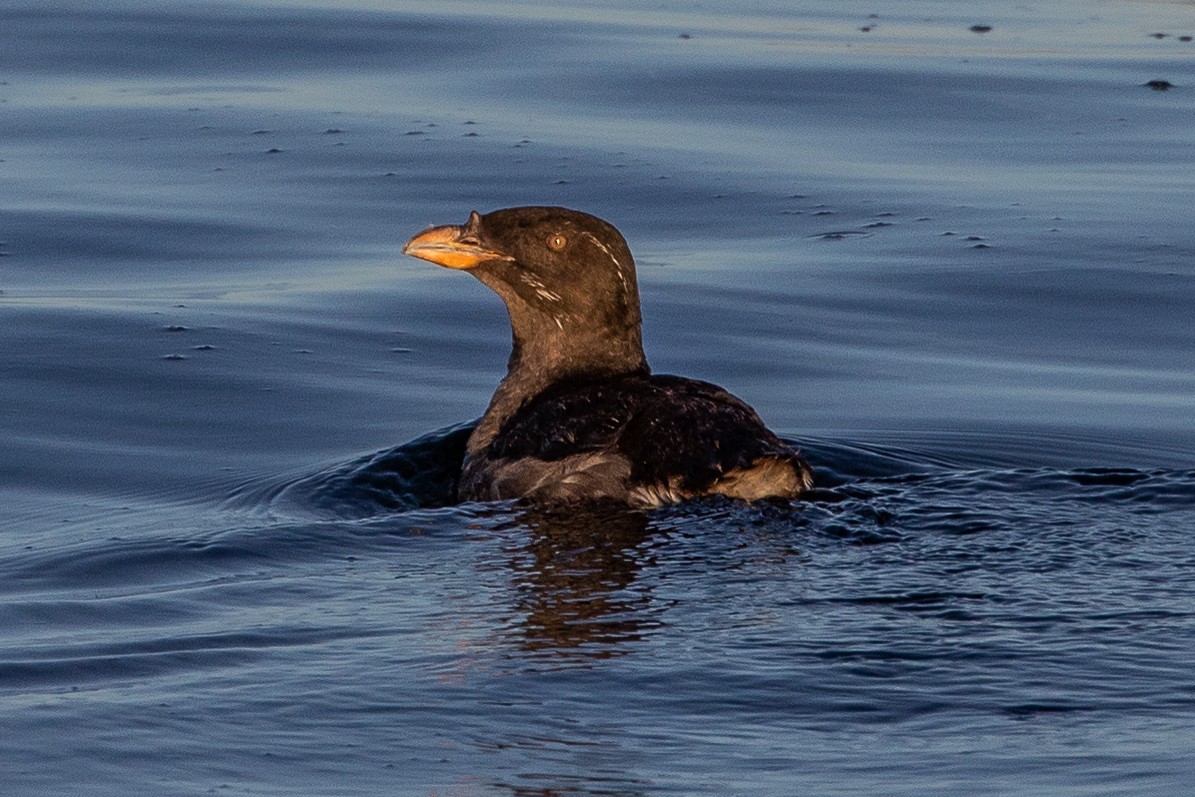 Rhinoceros Auklet - ML490221151