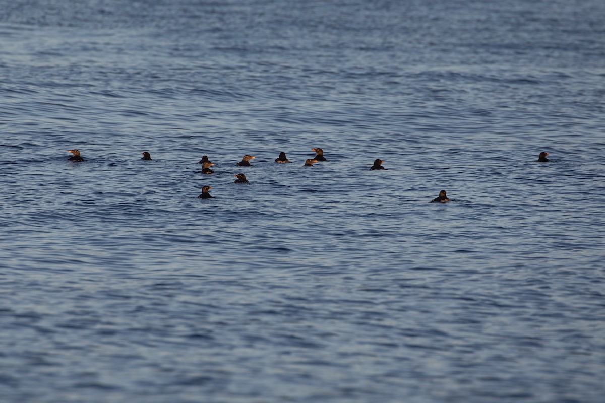 Rhinoceros Auklet - ML490221181