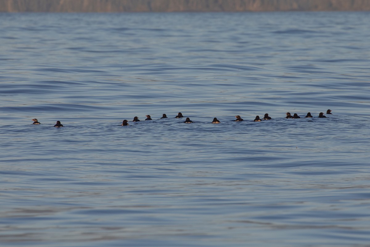 Rhinoceros Auklet - ML490221191