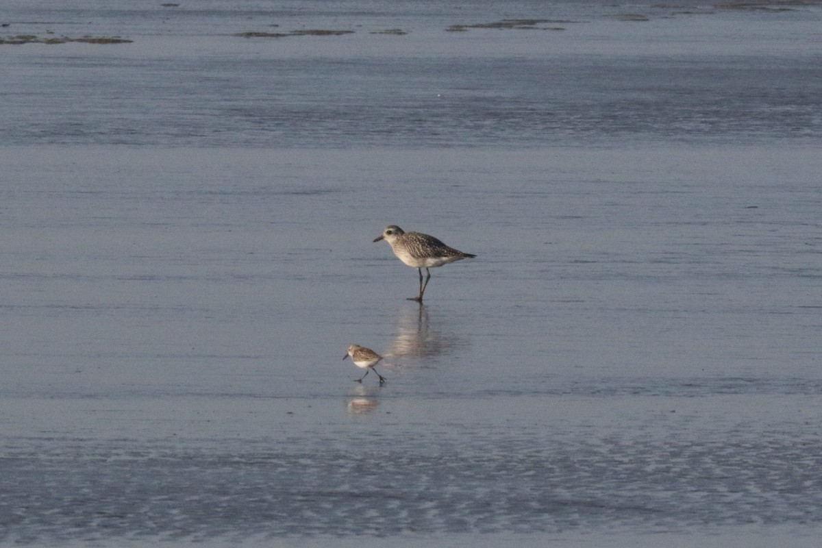 Black-bellied Plover - ML490221471