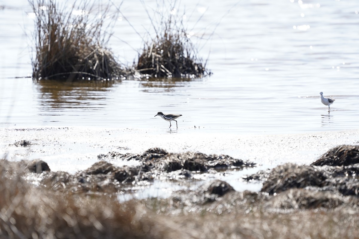 Red-kneed Dotterel - Joshua Moody