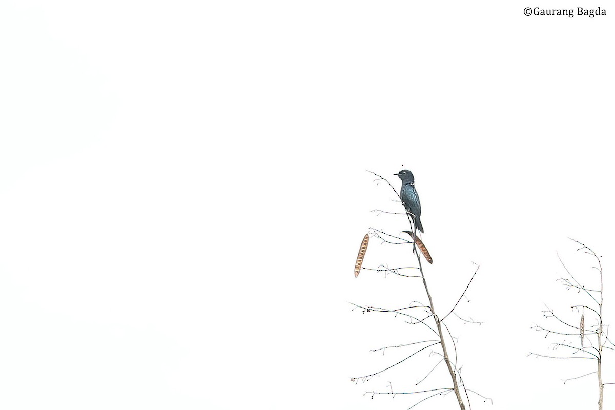 Square-tailed Drongo-Cuckoo - ML490223211