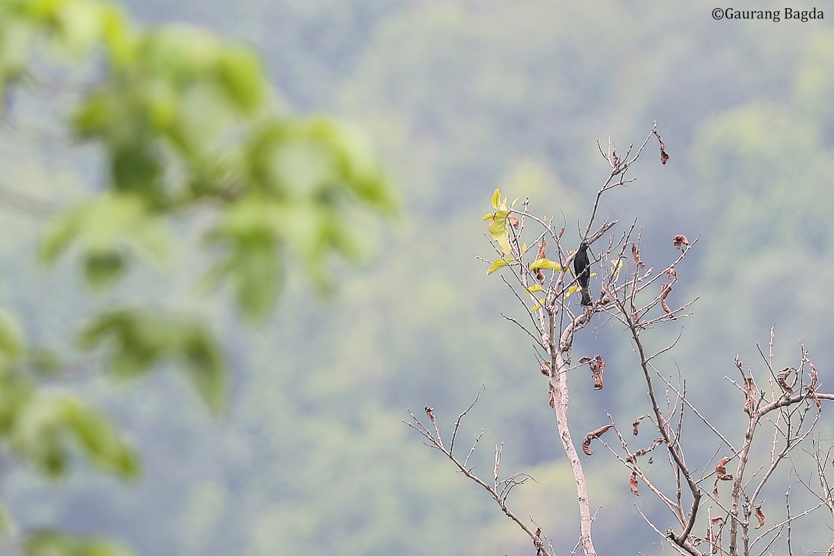 Square-tailed Drongo-Cuckoo - ML490223221