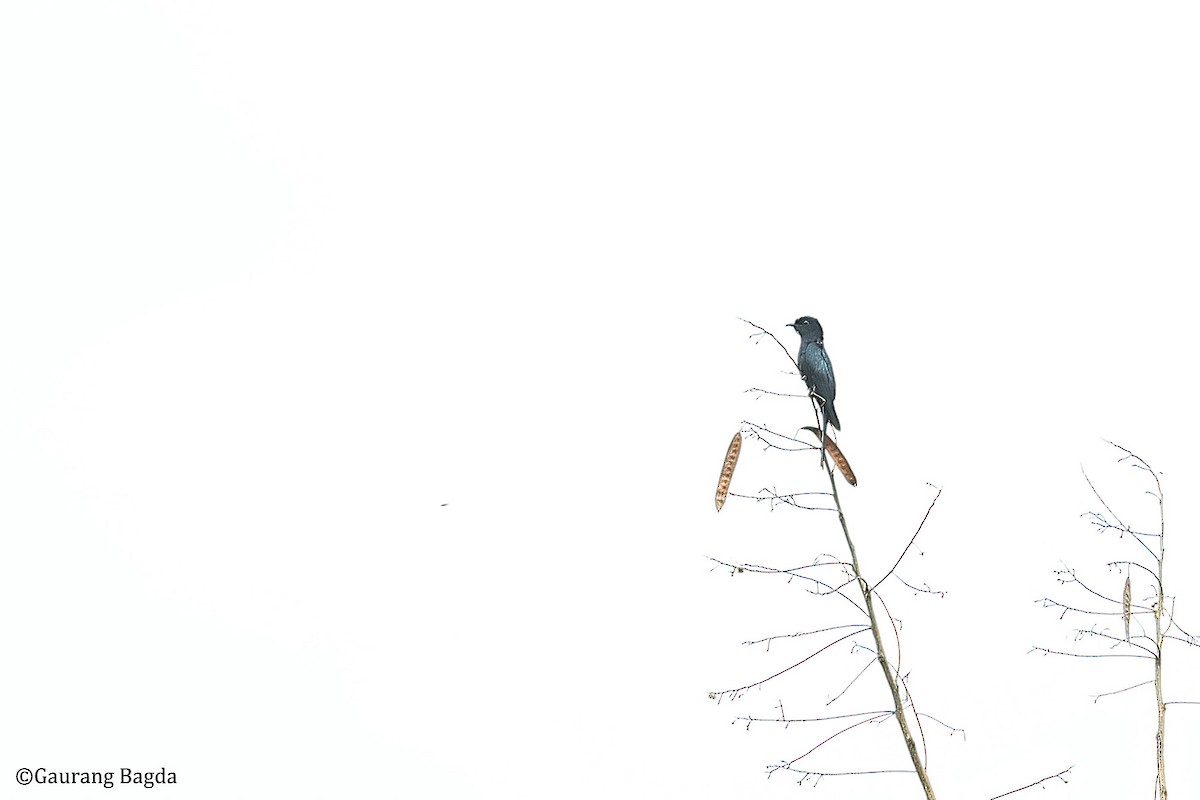 Square-tailed Drongo-Cuckoo - ML490223231