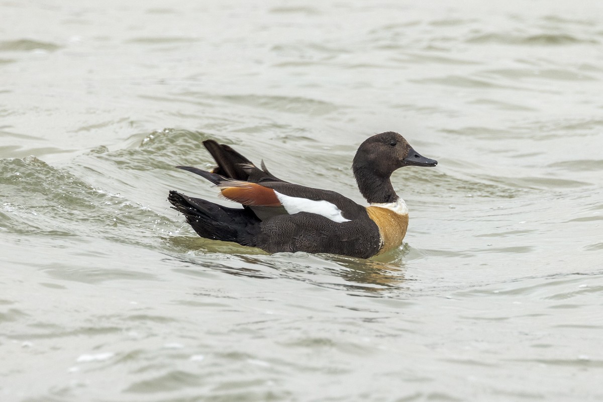 Australian Shelduck - ML490224021