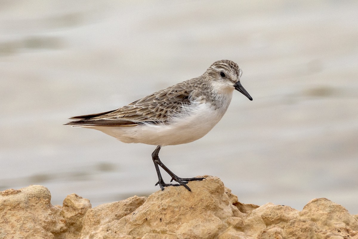 Rotkehl-Strandläufer - ML490224031