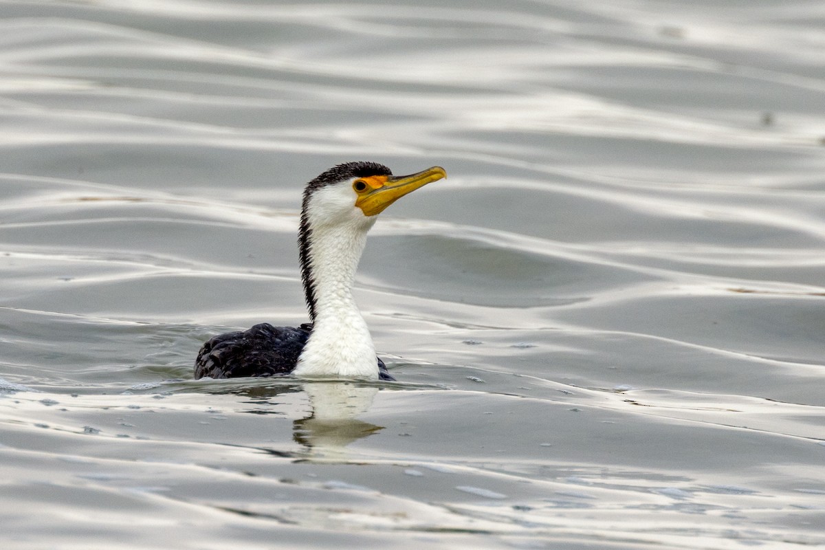 Pied Cormorant - ML490224051