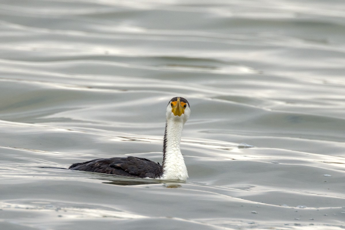 Pied Cormorant - ML490224061