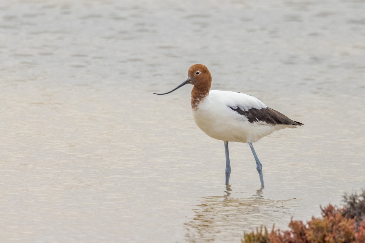 Red-necked Avocet - ML490224111