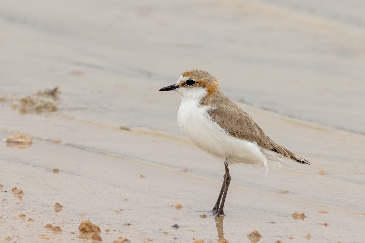 Red-capped Plover - ML490224131