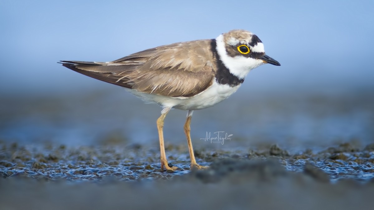 Little Ringed Plover - ML490224161