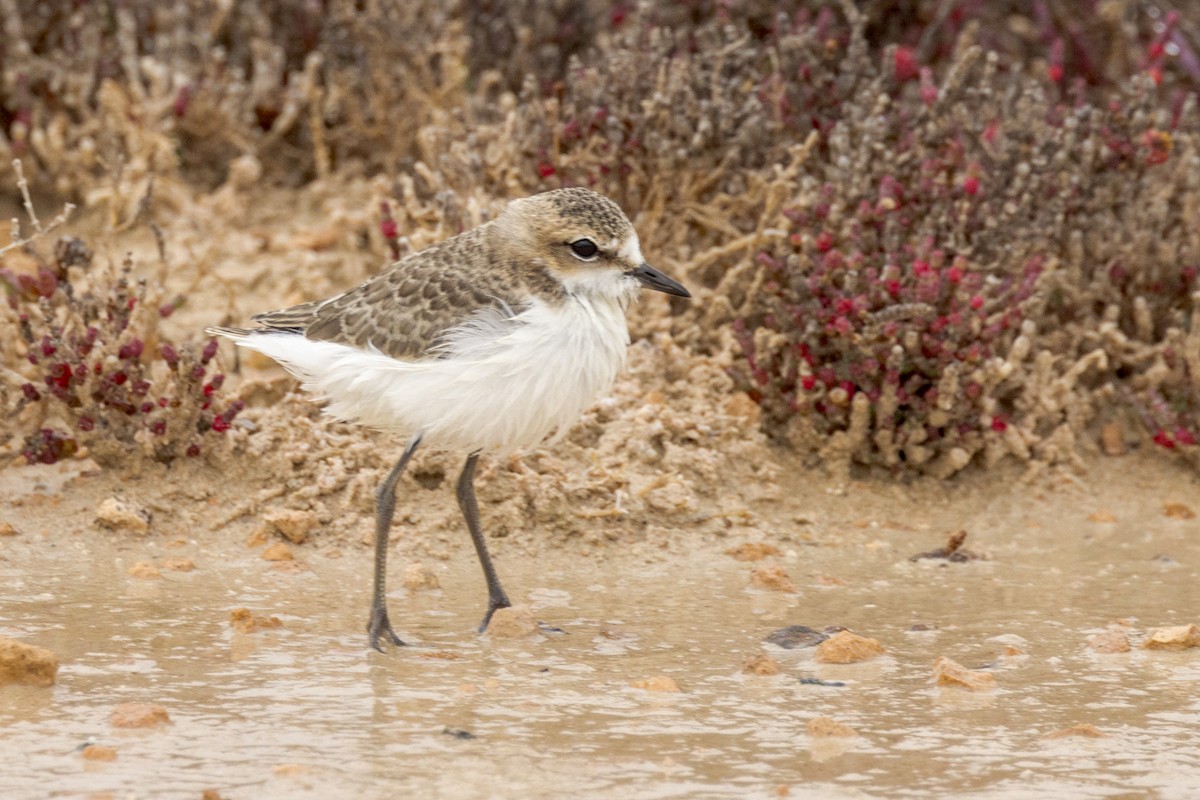 Red-capped Plover - ML490224171