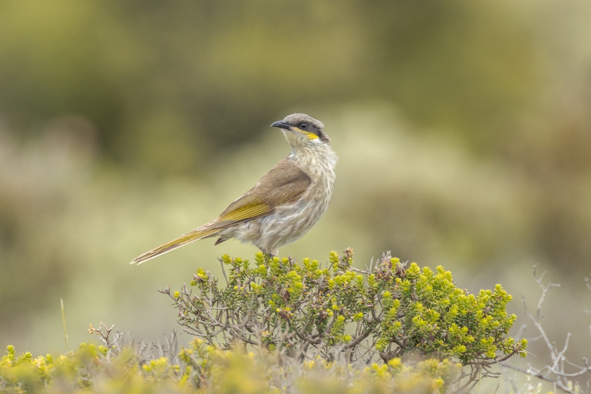 Singing Honeyeater - ML490224221