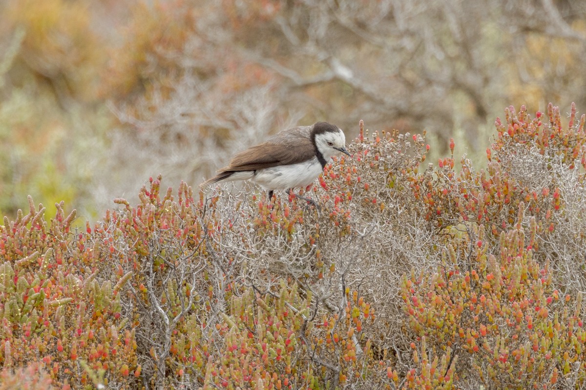 White-fronted Chat - ML490224251