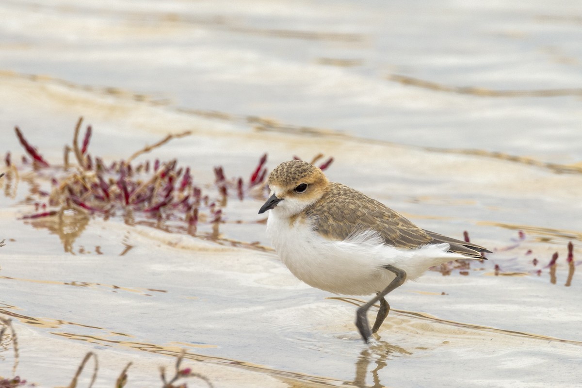 Red-capped Plover - ML490224291