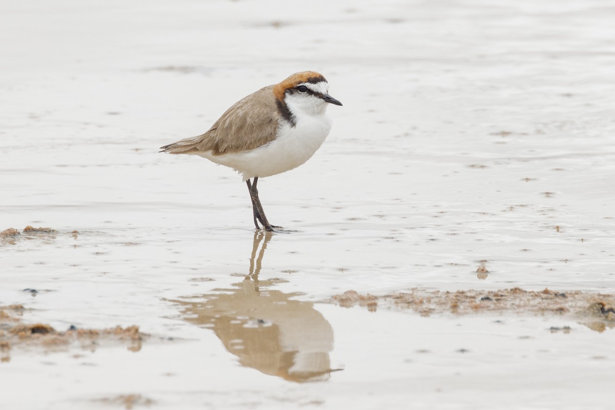 Red-capped Plover - ML490224311