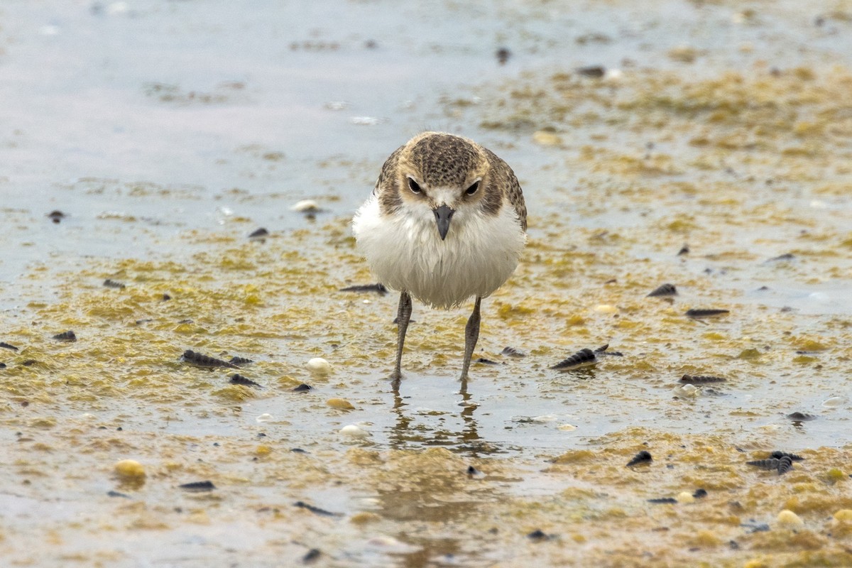 Red-capped Plover - ML490224331