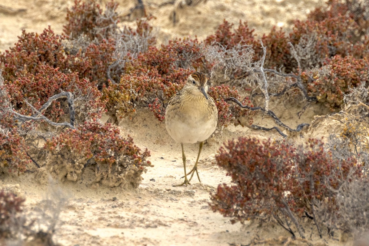 Sharp-tailed Sandpiper - ML490224351