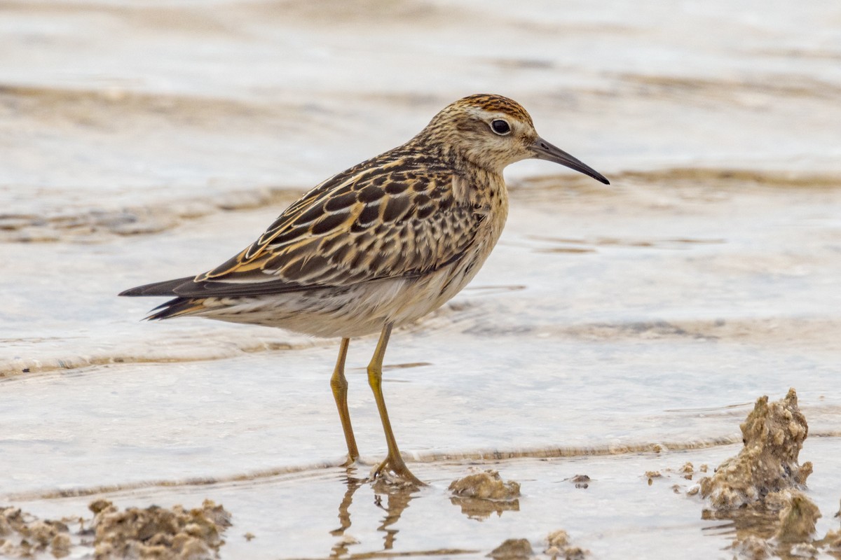 Sharp-tailed Sandpiper - ML490224361