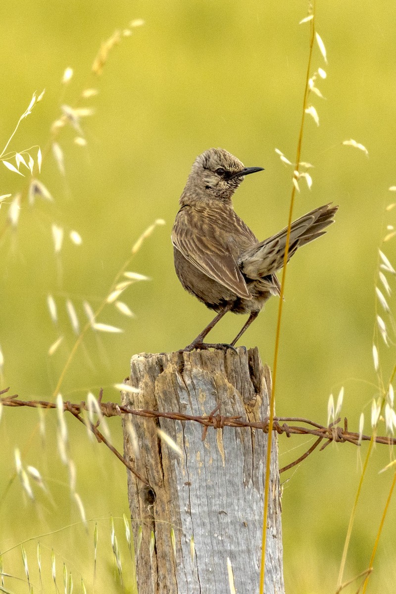 Brown Songlark - ML490224391