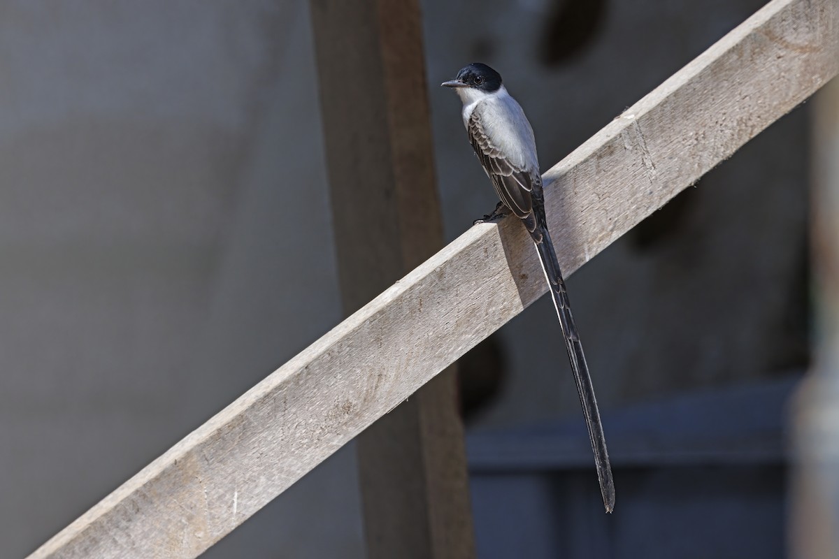 Fork-tailed Flycatcher - Marco Valentini