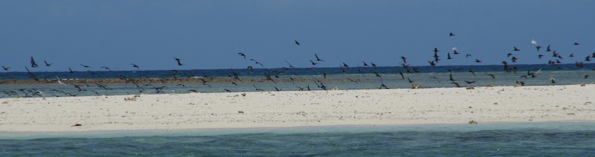 Lesser Noddy - ML490227131
