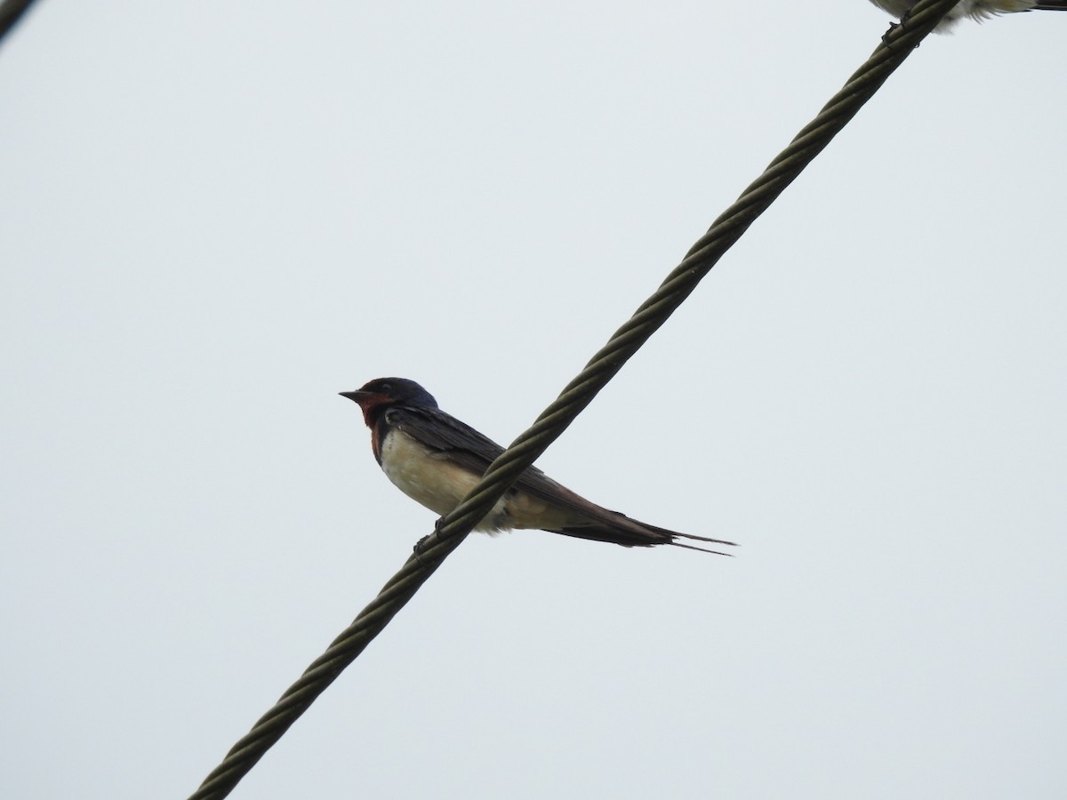 Barn Swallow - ML490227971