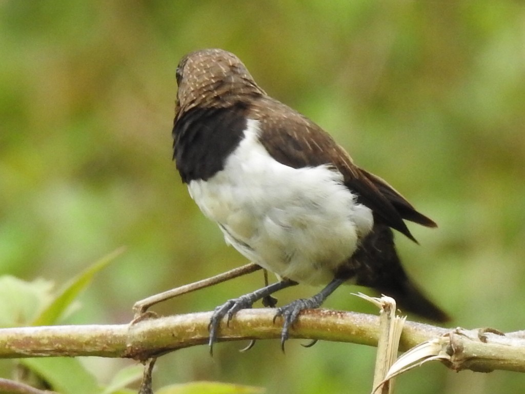 White-rumped Munia - ML490228061