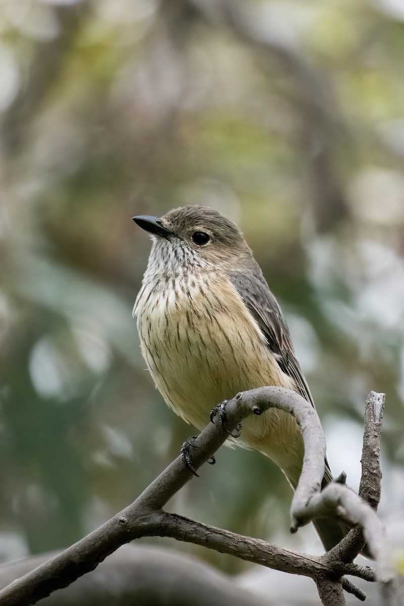 Rufous Whistler - ML490228681