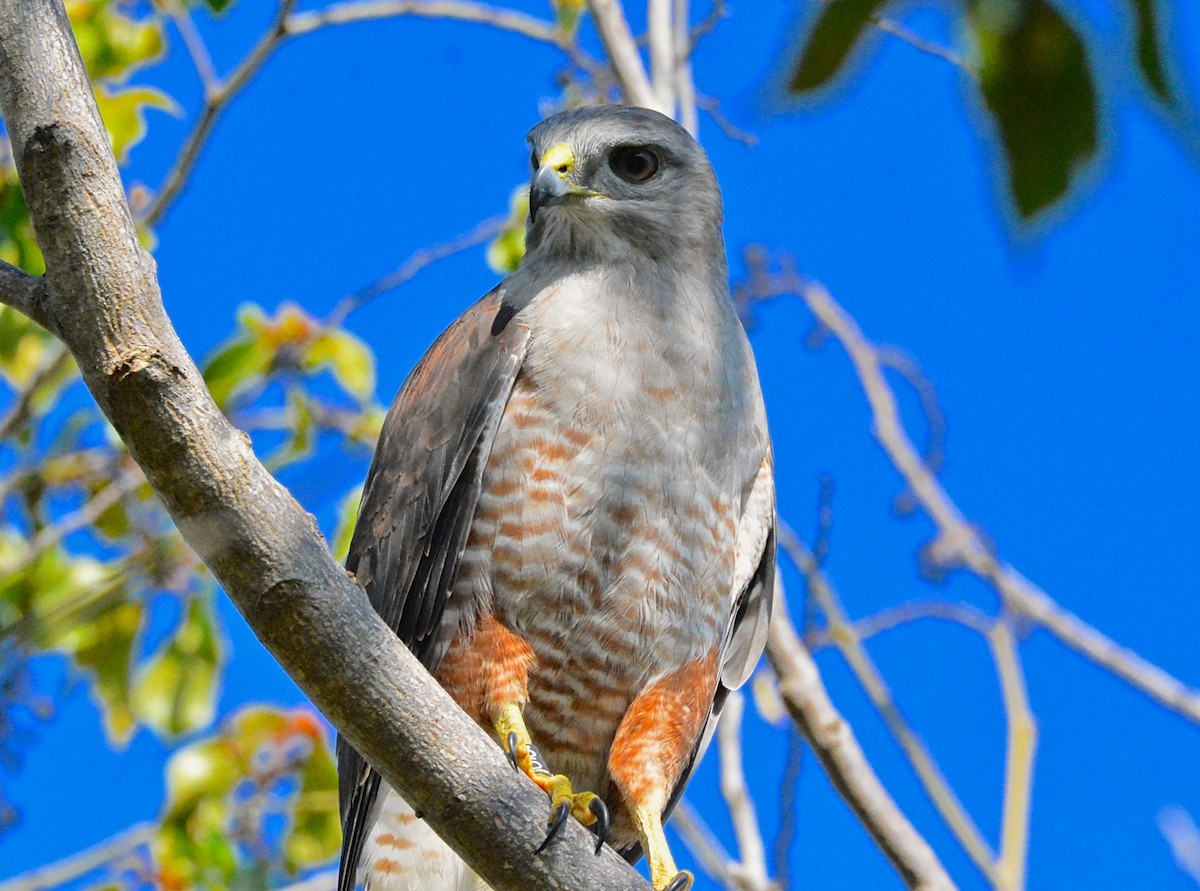 Photos - Ridgway's Hawk - Buteo ridgwayi - Birds of the World