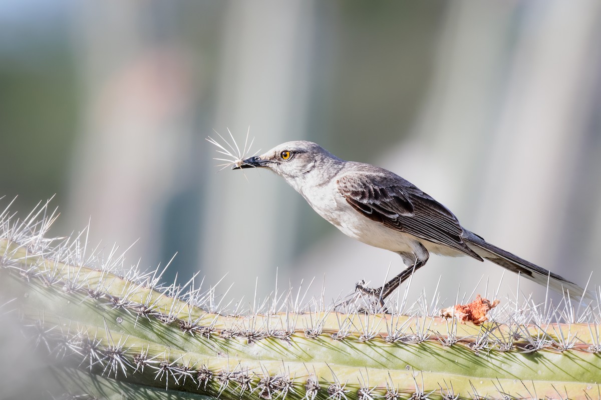 Tropical Mockingbird - ML490231221