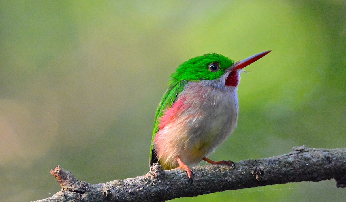 Broad-billed Tody - ML49023131