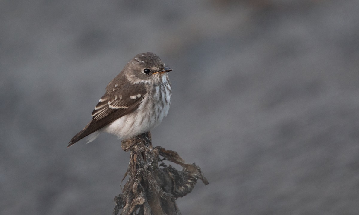 Gray-streaked Flycatcher - ML490231451