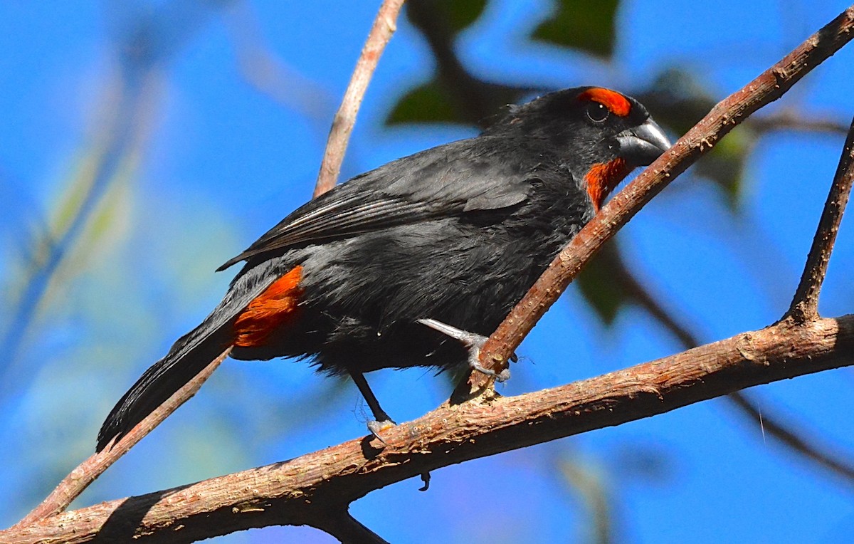 Greater Antillean Bullfinch - ML49023191