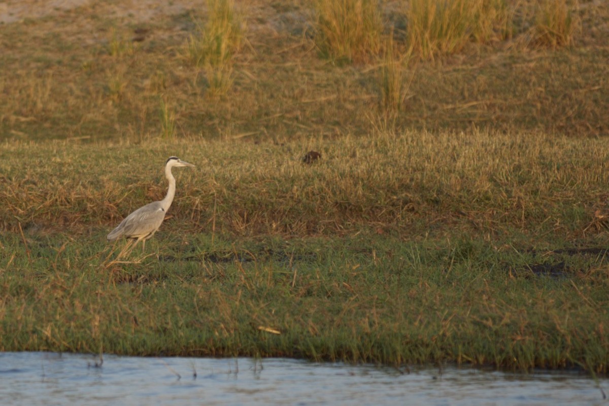 אנפה אפורה - ML490232411