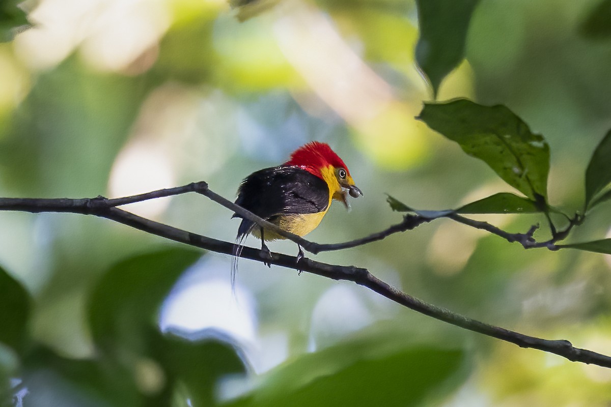 Wire-tailed Manakin - ML490233401