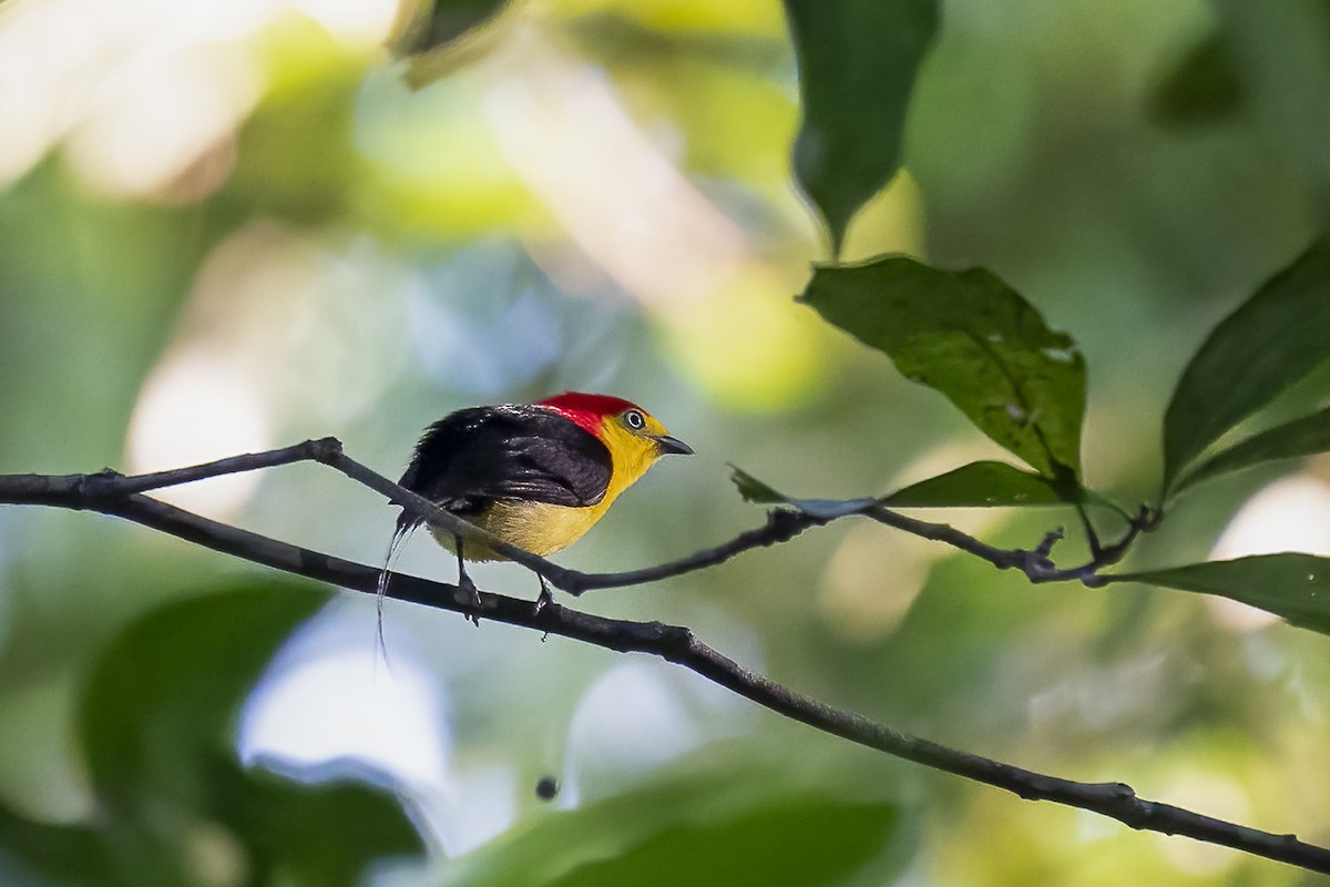 Wire-tailed Manakin - ML490233411